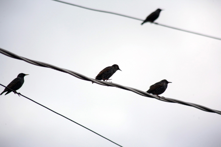 COVERBirds-on-a-Wire